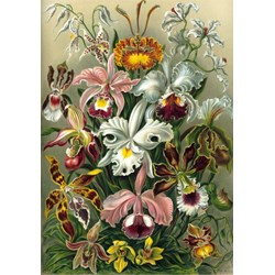 Grafika (00617) - Ernst Haeckel: "Kunstformen der Natur, Orchidae, 1904" - 1000 pièces