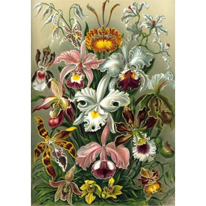 Grafika (00617) - Ernst Haeckel: "Kunstformen der Natur, Orchidae, 1904" - 1000 pièces