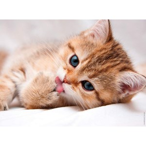 Nathan (87241) - "La Toilette du Chat" - 500 pièces