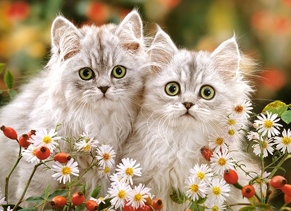 Castorland (B-222131) - "Persian Kittens" - 200 pièces