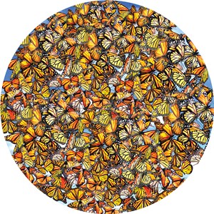 SunsOut (35047) - Lori Schory: "Monarch Frenzy" - 1000 pièces