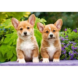 Castorland (C-104659) - "Welsh Corgi Puppies" - 1000 pièces