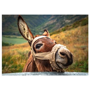 Dino (50248) - "Dino Ane" - 500 pièces