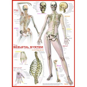 Eurographics (6000-2014) - "The Skeletal System" - 1000 pièces