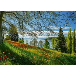 Schmidt Spiele (58967) - "Tulips Field, Mainau Island" - 1000 pièces