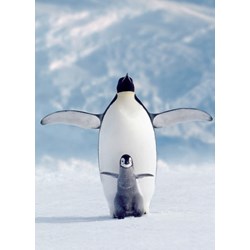 Eurographics (6000-1246) - "Pingouin et son petit" - 1000 pièces