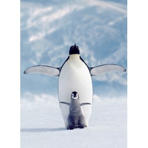 Eurographics (6000-1246) - "Pingouin et son petit" - 1000 pièces