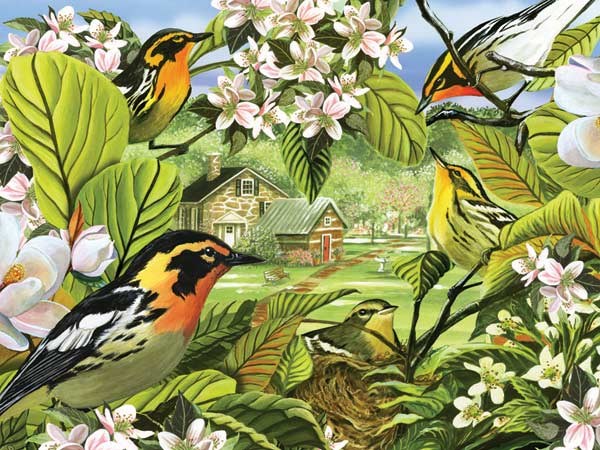 Cobble Hill (52037) - "Blackburnian Warblers" - 500 pièces
