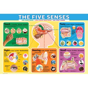 Eurographics (6200-0305) - "The Five Senses" - 200 pièces