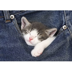 Educa (16735) - "Doux Rêves" - 500 pièces