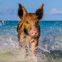 Heye (29746) - "Paradise Pig" - 1000 pièces