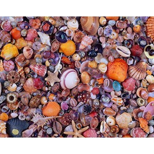 Piatnik (566349) - "Pêle-mêle de coquillages" - 1000 pièces