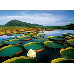 Heye (29593) - Alexander von Humboldt: "Victoria Lily" - 1000 pièces