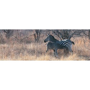 Heye (29469) - Alexander von Humboldt: "Feeding" - 1000 pièces