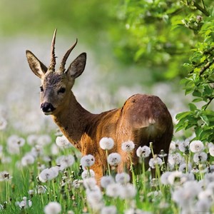 Heye (29748) - "Roebuck" - 1000 pièces