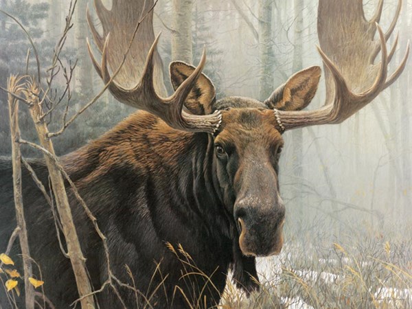 Cobble Hill (52080) - Robert Bateman: "Bull Moose" - 500 pièces