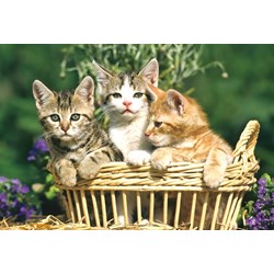 Schmidt Spiele (56499) - "Animals" - 26 48 pièces