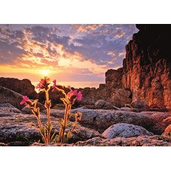 Heye (29671) - Alexander von Humboldt: "Red Campion" - 1000 pièces