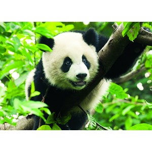 Trefl (37142) - "Giant Panda" - 500 pièces
