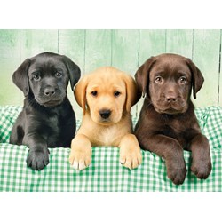 Clementoni (39279) - Greg Cuddiford: "Trois Labradors" - 1000 pièces