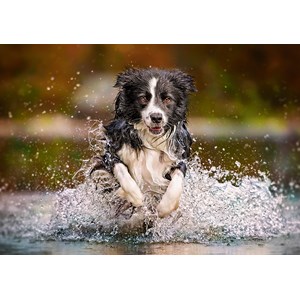 Castorland (B-52424) - "Taste of Freedom" - 500 pièces