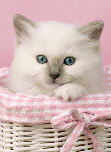 Clementoni (30391) - "Sweet Eyes" - 500 pièces