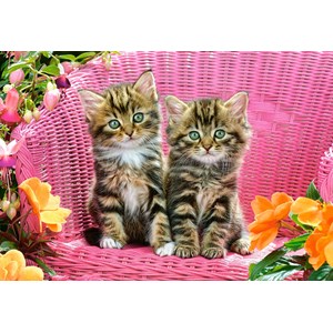 Castorland (C-103775) - "Kittens on Garden Chair" - 1000 pièces