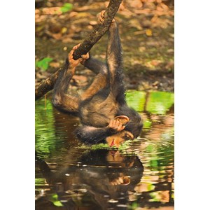 Clementoni (39301) - "Chimpanzee" - 1000 pièces