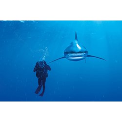 Clementoni (39303) - "Ocean Whitetip Shark" - 1000 pièces