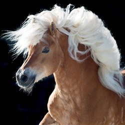 Heye (29630) - "Horse" - 100 pièces