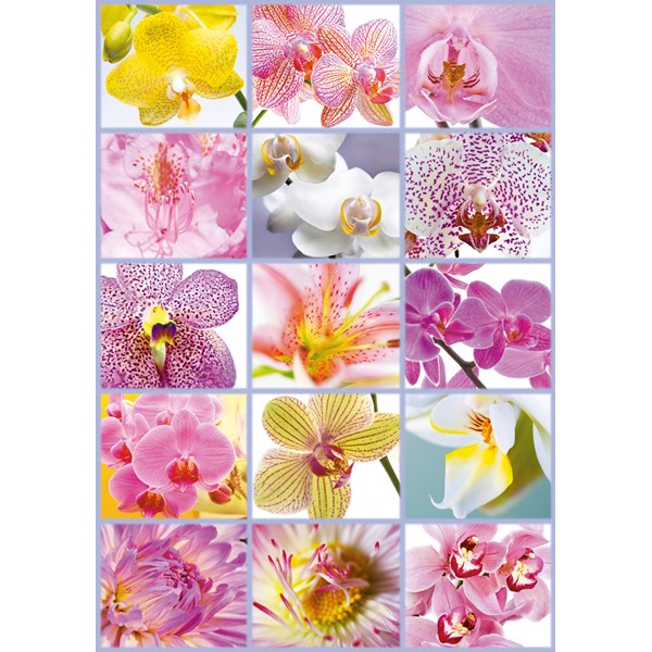 Educa (16302) - "Collage of Flowers" - 1500 pièces