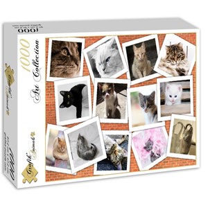 Grafika (02213) - "Chats" - 1000 pièces